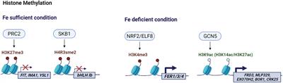 Minireview: Chromatin-based regulation of iron homeostasis in plants